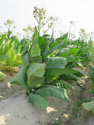 PLANT